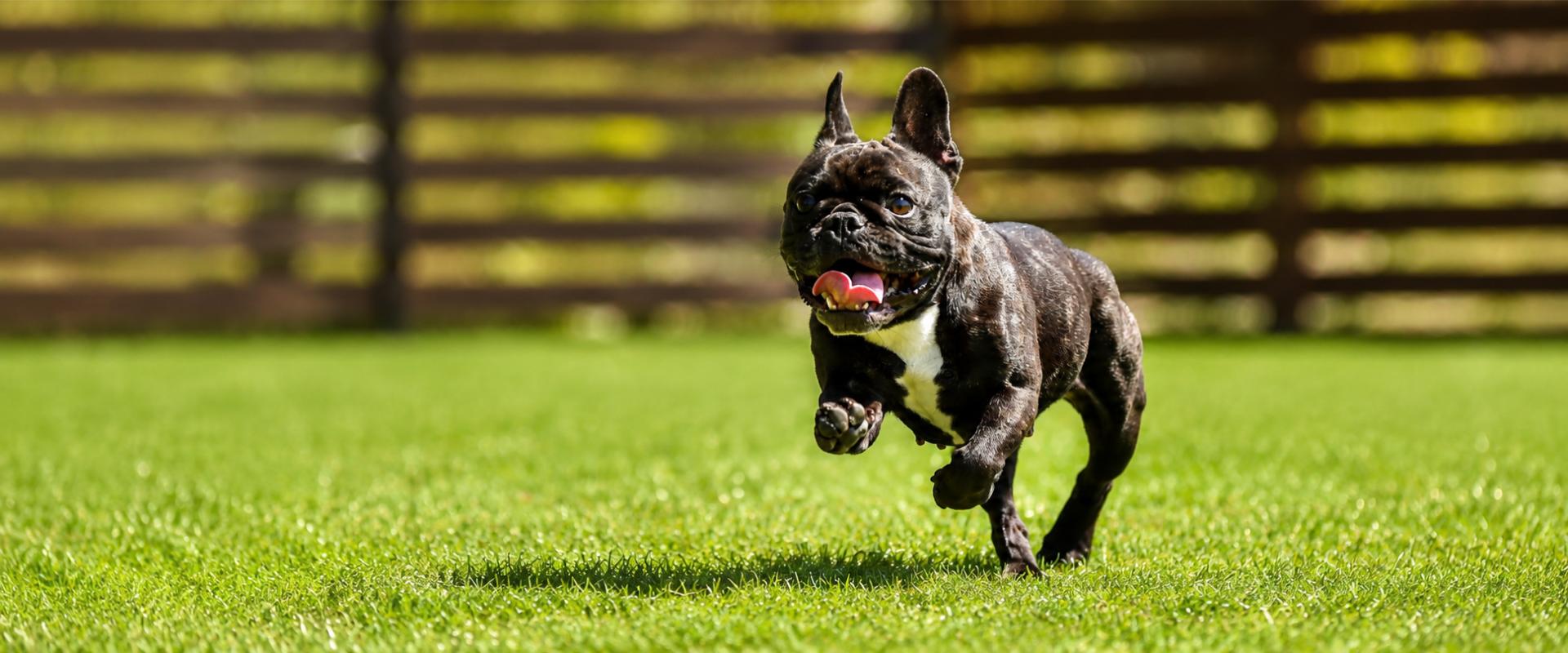 Dog running on turf