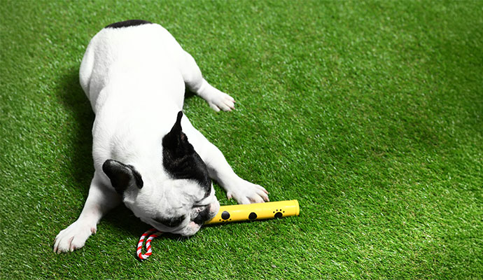 Small dog chewing a toy while lying on artificial grass surface