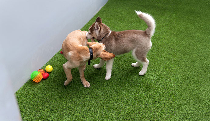 Two dogs are playing on artificial grass with colorful toys scattered nearby