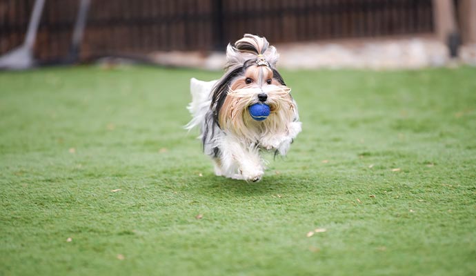 A dog running on artificial grass with a ball in its mouth in a residential backyard