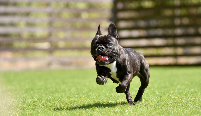 Pet turf for dogs scaled