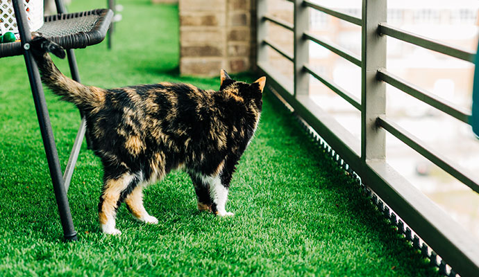 Cat standing on artificial grass installed on a balcony near a railing